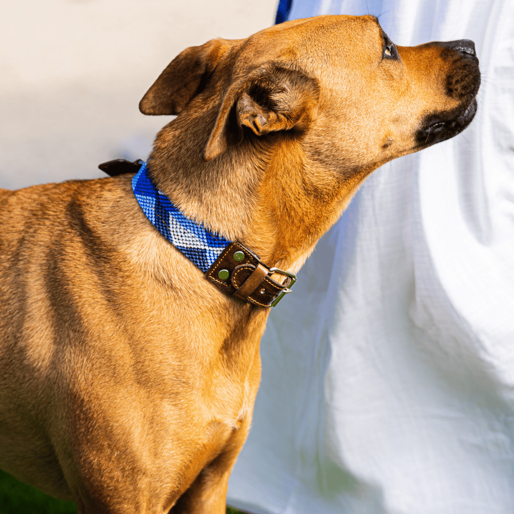 Abismo_Sereno_Handcrafted_Dog_Collar_Made_in_Mexico
