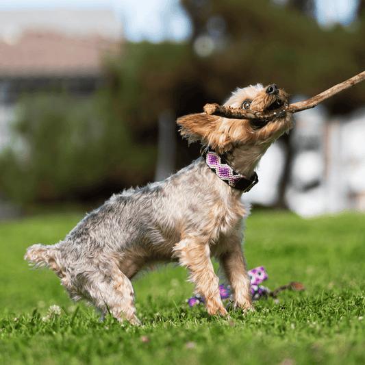 Aurora Charmosa Handcrafted Dog Collar From Mexico