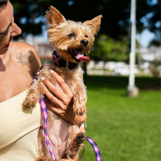 Aurora Charmosa Handcrafted Dog Walk Set