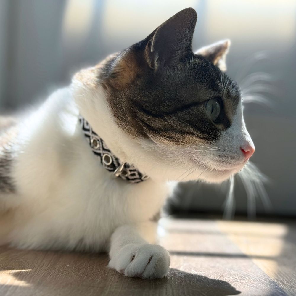 Black and White Handmade Cat Collars made in Mexico