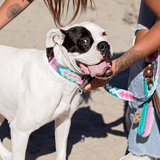 Dulce Malicia Handcrafted Dog Collar