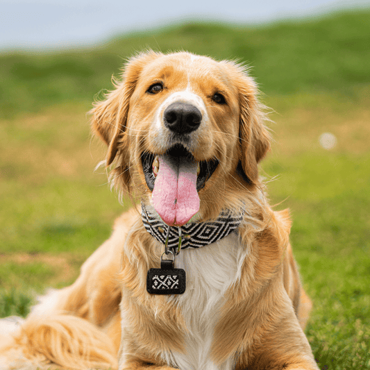 Equilibrio Equinox Handcrafted Dog Collar From Mexico