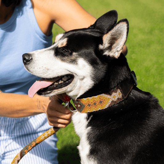 Esencia Salvaje Handcrafted Dog Collar From Mexico