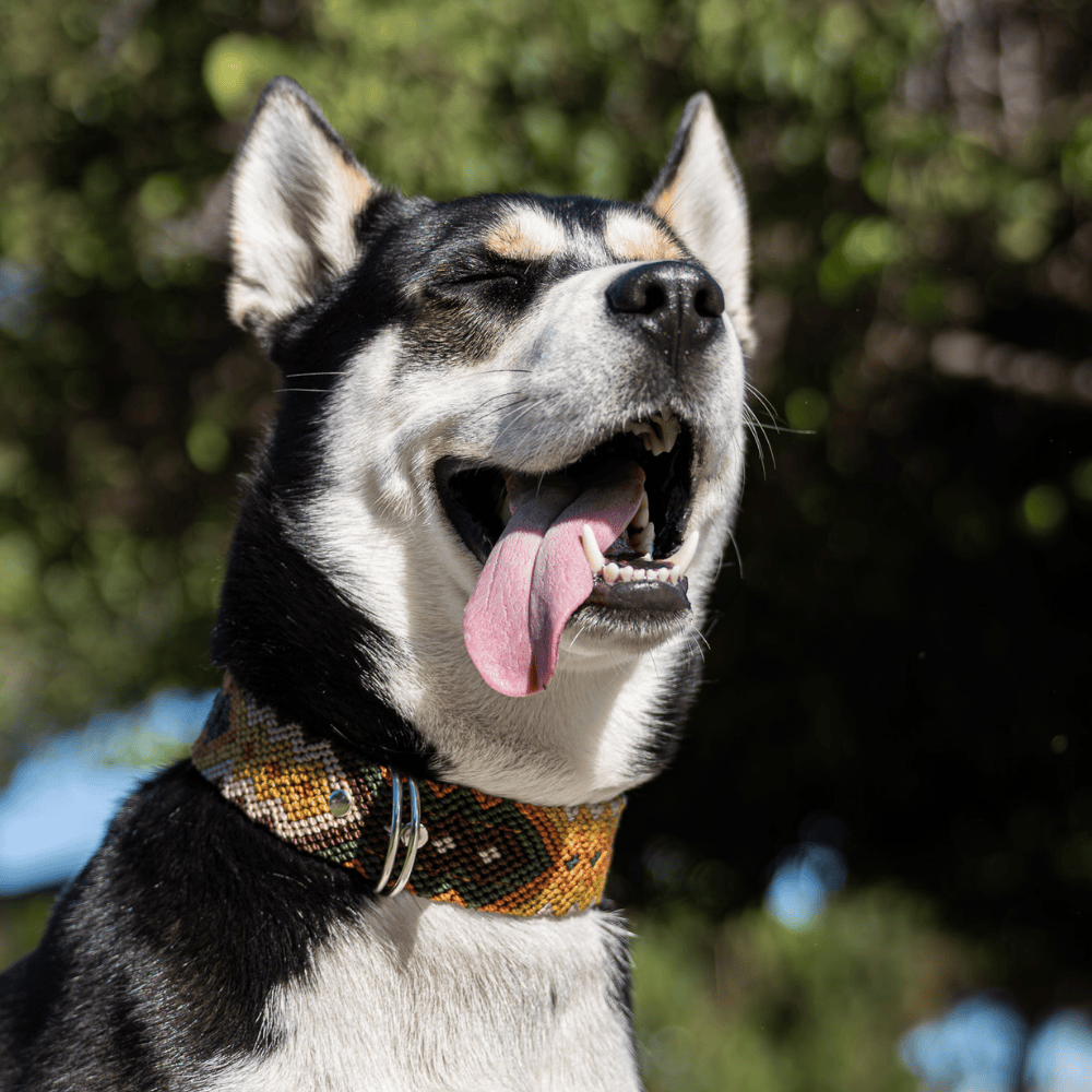 Esencia Salvaje Handcrafted Dog Collar made in Mexico