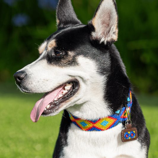 Euforia Gaia Handcrafted Dog Collar