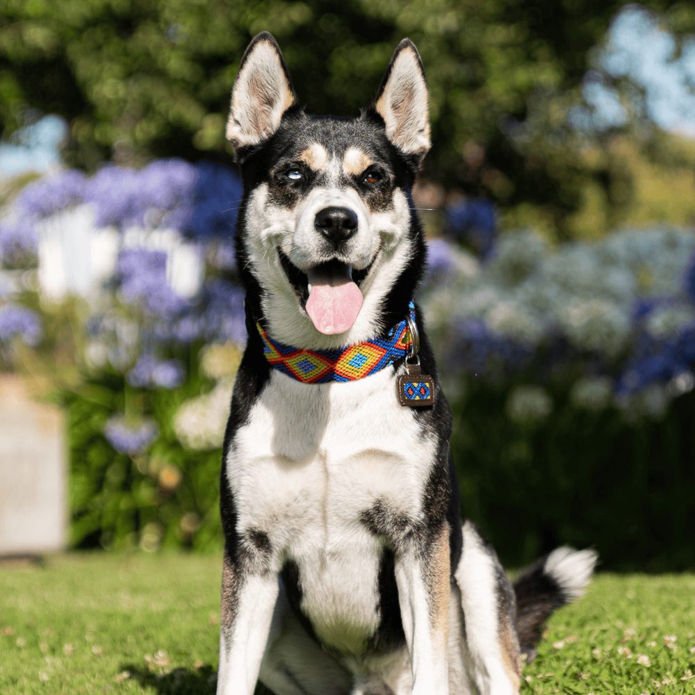 Euforia Gaia Handcrafted Dog Collar Made in Mexico