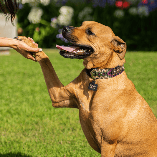 Instinto Feroz Handcrafted Dog Collar