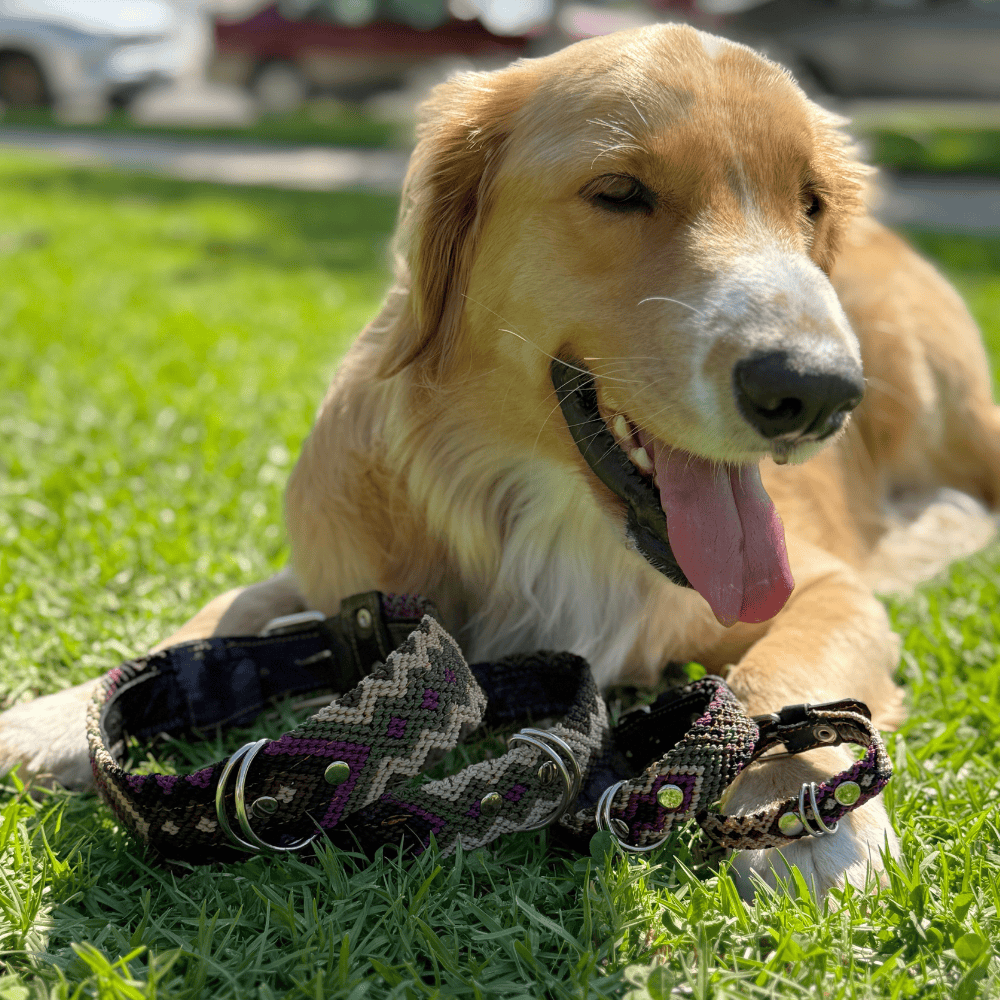 Instinto Feroz Handcrafted Dog Collars