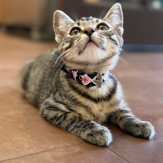 Pink and Purple Handwoven Cat Collars made in Mexico