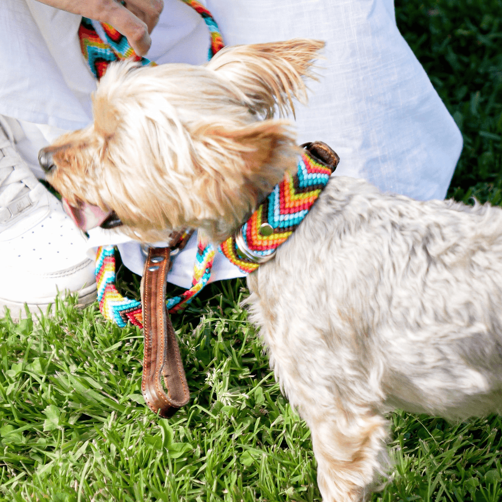 Prisma Intensa Handmade Dog Collar