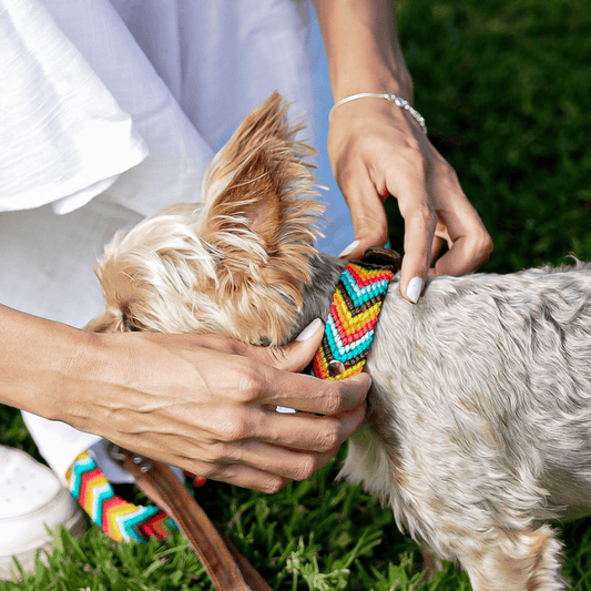 Prisma Intensa Handwoven Dog Collar from Mexico