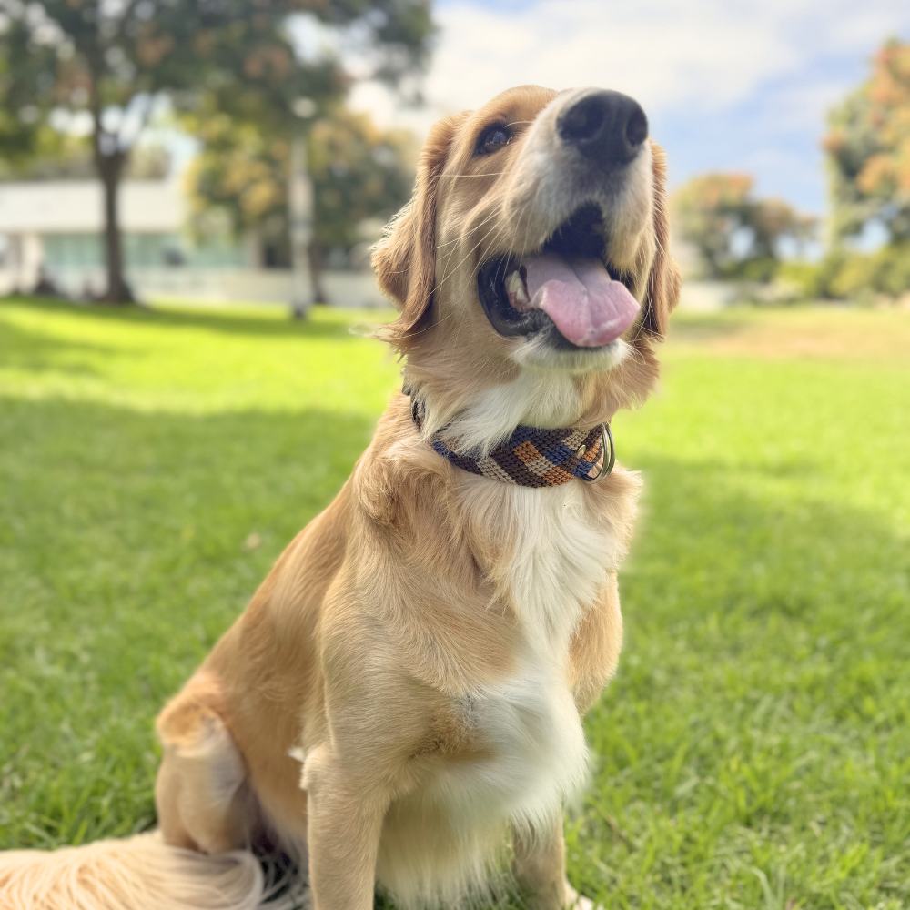 Eterno Arcano Handcrafted Dog Collar