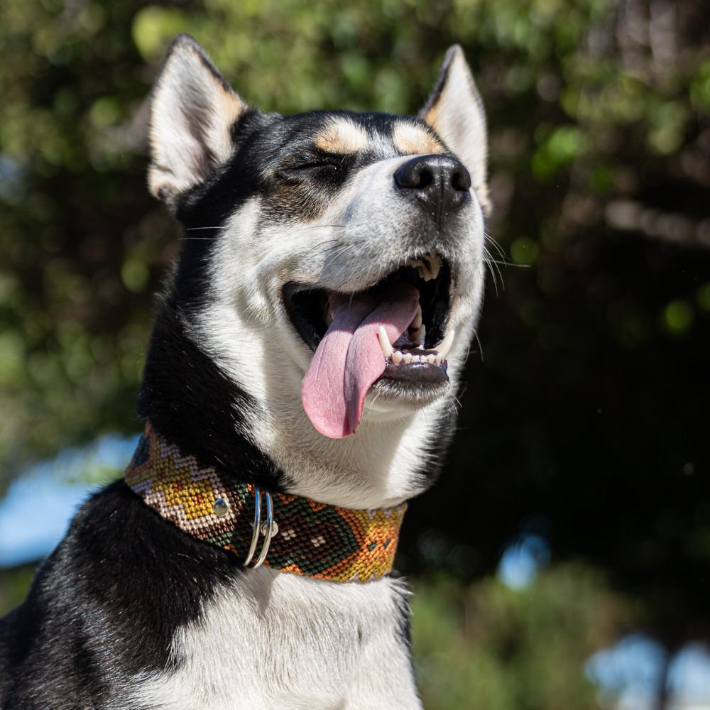 Esencia Salvaje Handcrafted Dog Collar