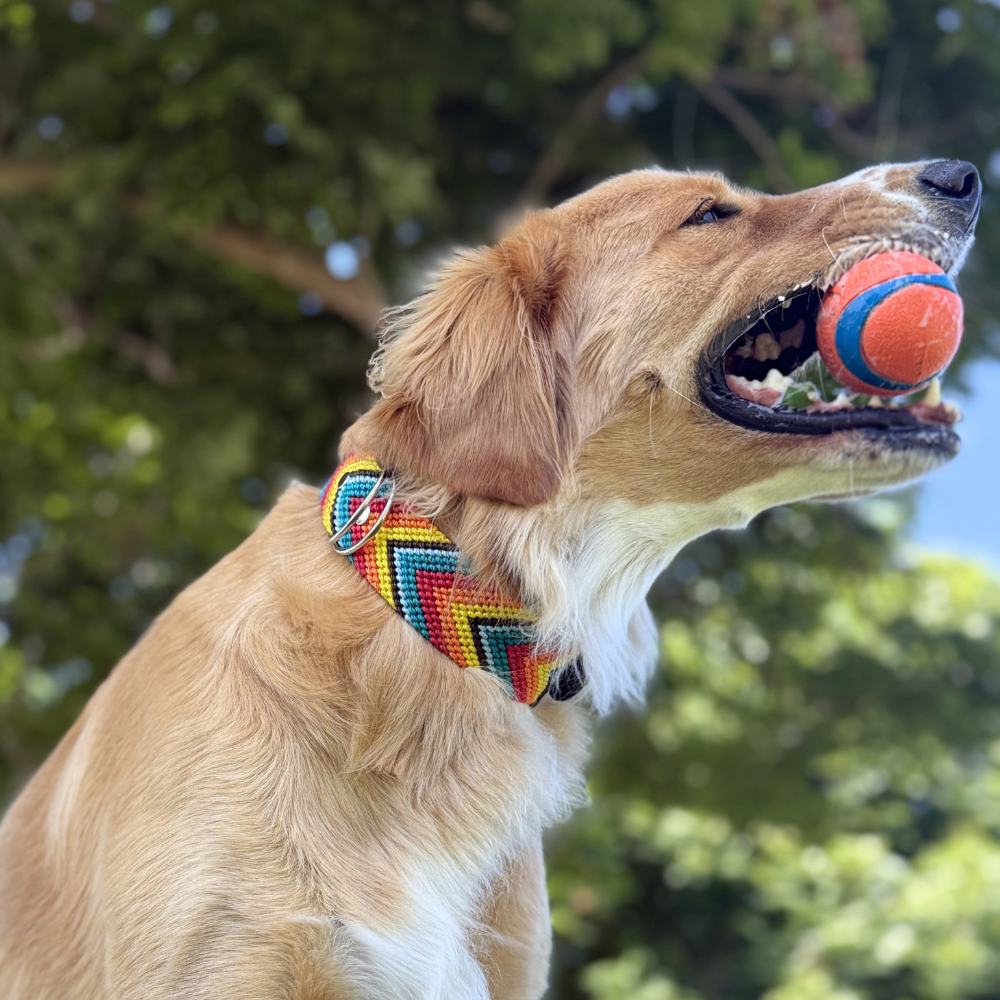 Prisma Intensa Handcrafted Dog Collar