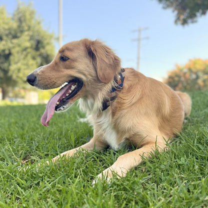 Eterno Arcano Handcrafted Dog Collar