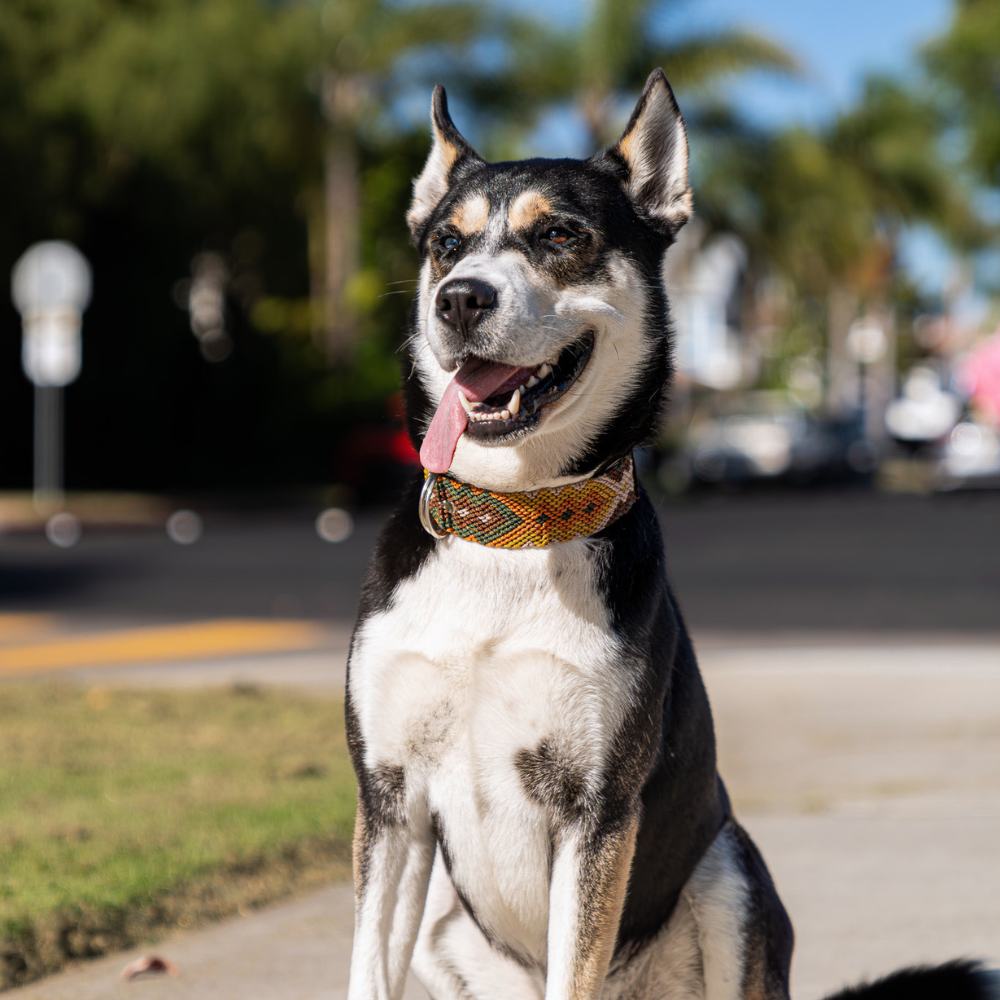 Esencia Salvaje Handcrafted Dog Collar