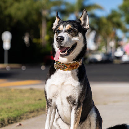 Esencia Salvaje Handcrafted Dog Collar