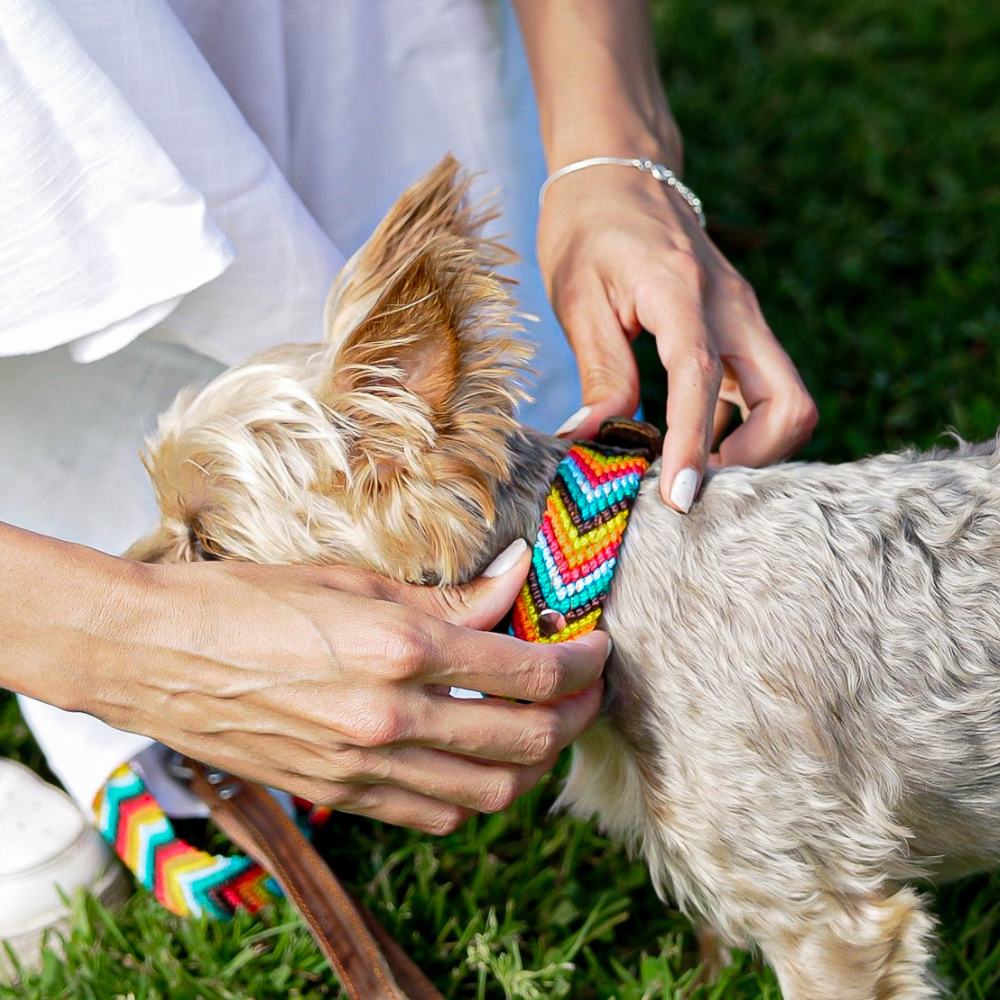 Prisma Intensa Handcrafted Dog Collar