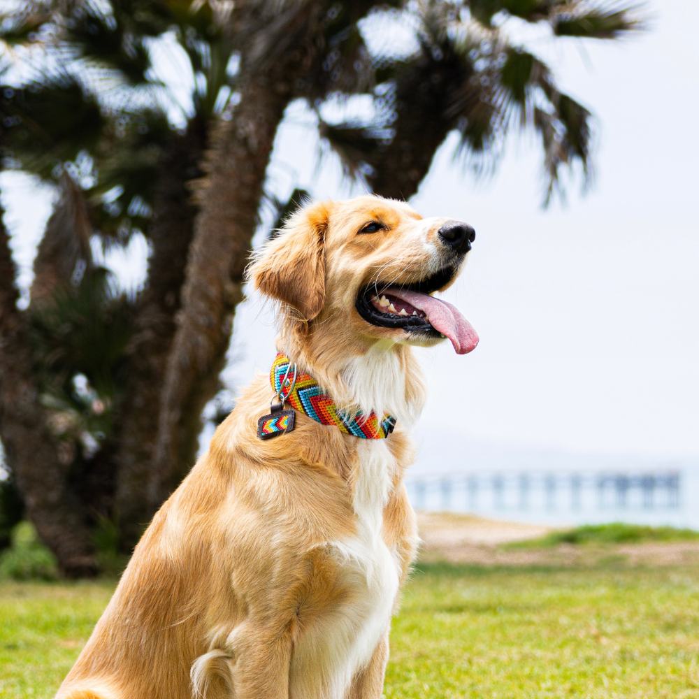 Prisma Intensa Handcrafted Dog Collar