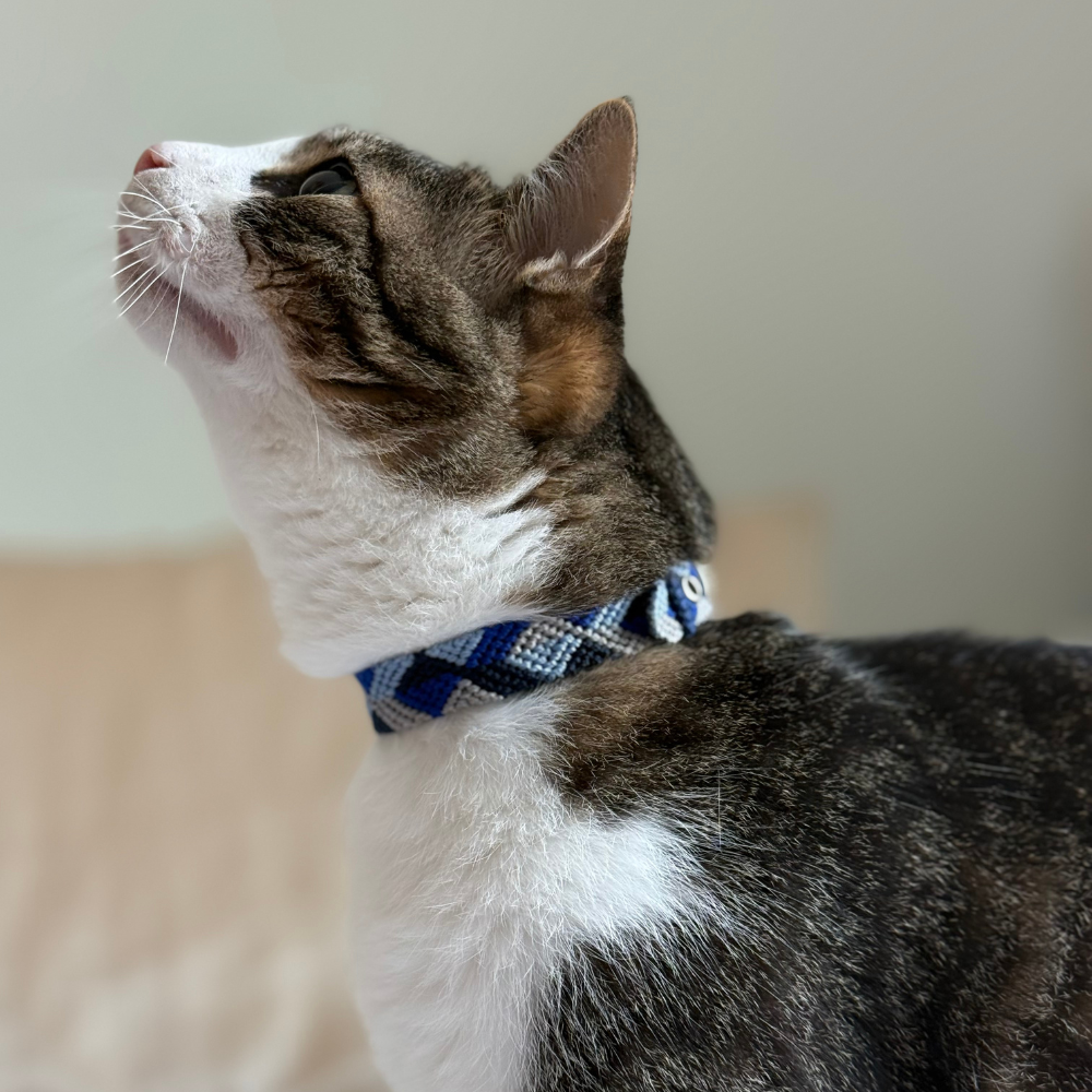 Abismo Sereno Handcrafted Cat Collar made in Mexico