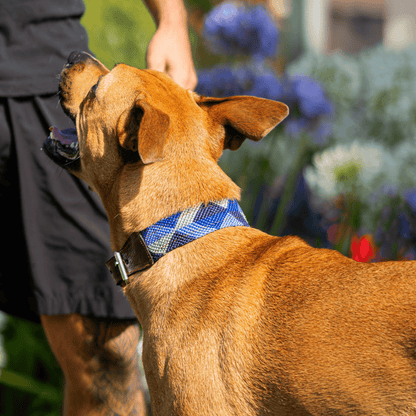 Abismo Sereno Handcrafted Dog Collar From Mexico
