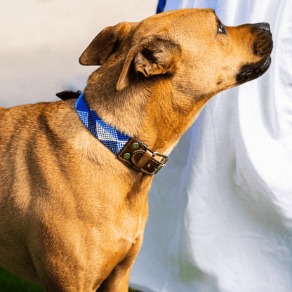 Abismo_Sereno_Handcrafted_Dog_Collar_Made_in_Mexico