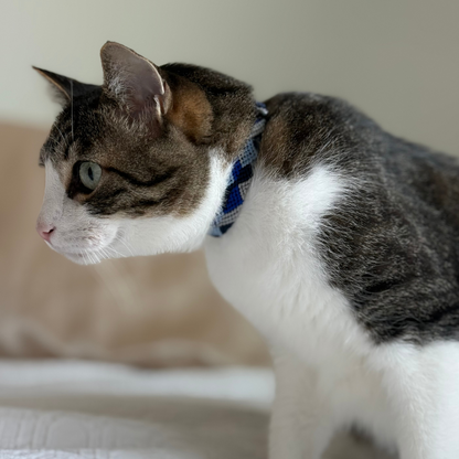 Abismo Sereno Handmade Cat Collar from Mexico