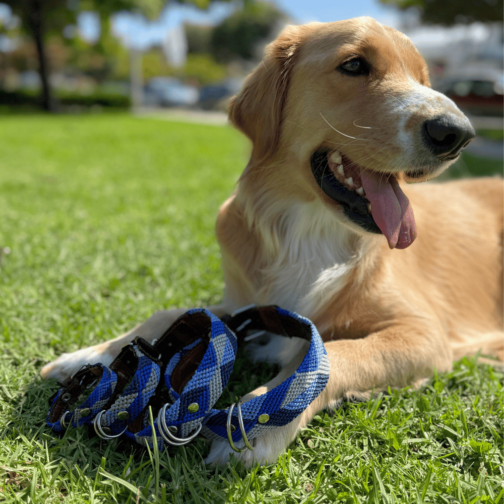 Abismo Sereno Handwoven Dog Collar from Mexico