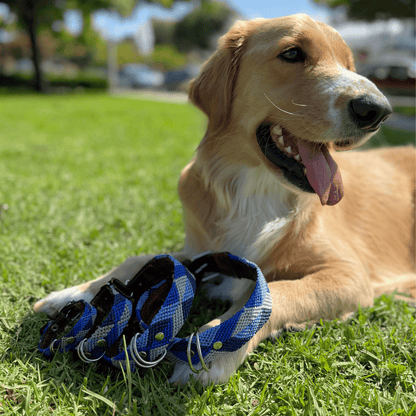 Abismo Sereno Handwoven Dog Collar from Mexico