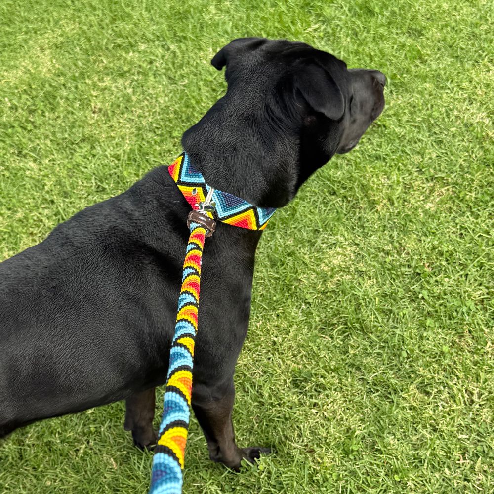 Armonia Astral Handcrafted Dog Walk Set Round Leash