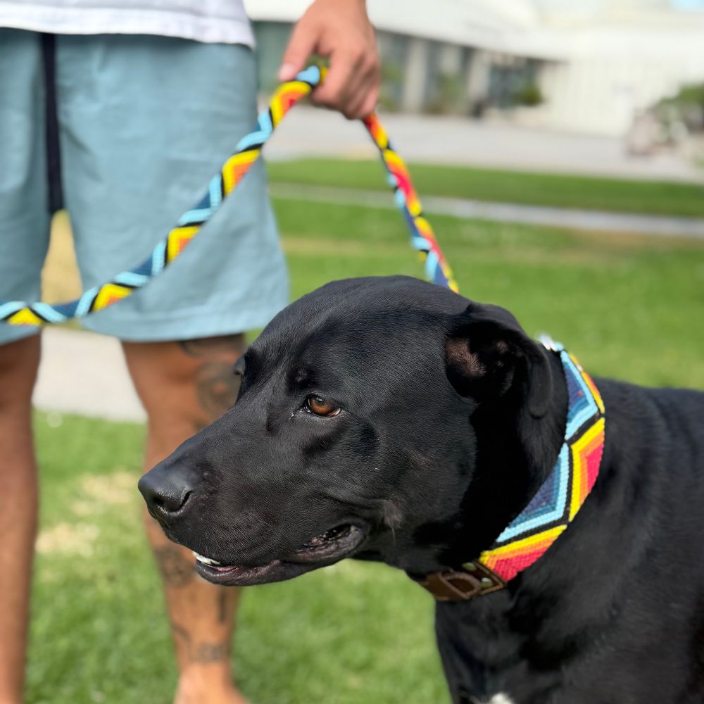 Armonia Astral Handcrafted Dog Walking Set