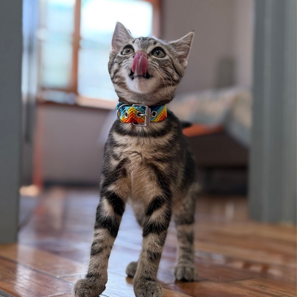Armonia Astral Handwoven Cat Collar from Mexico