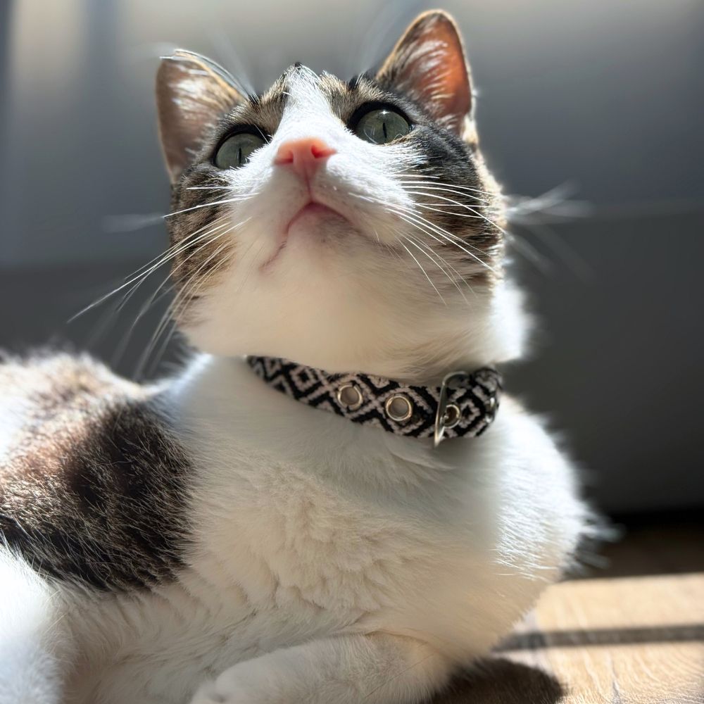 Black and White Cat Collar Handmade in Mexico