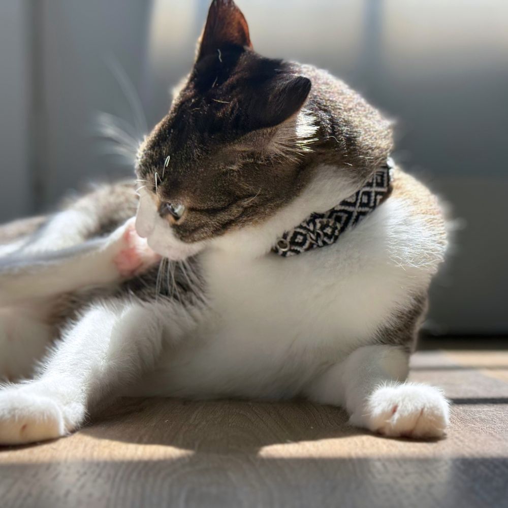 Black and White Handmade Cat Collar Made in Mexico