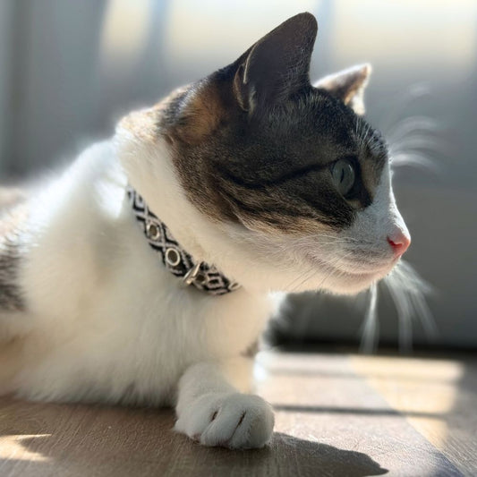 Black and White Handmade Cat Collars made in Mexico