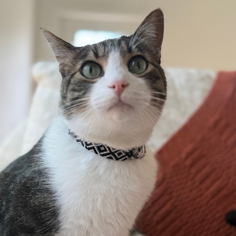 Black and White Handwoven Cat Collars made in Mexico