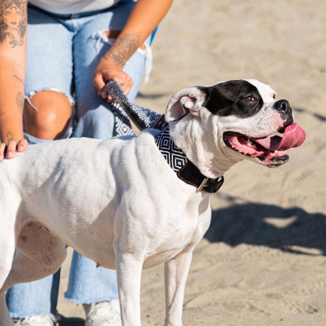 Black and White Handwoven Dog Collar and Leash Set