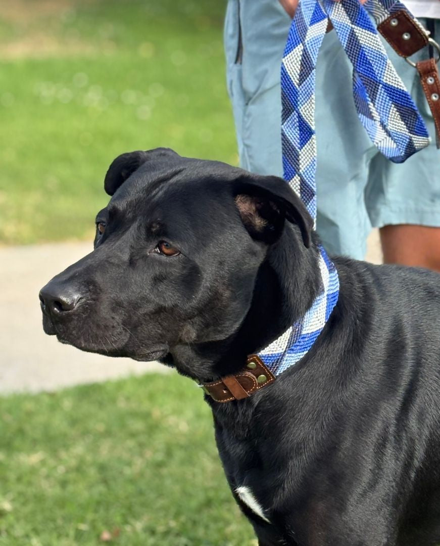 Blue Handwoven Dog Walk Set