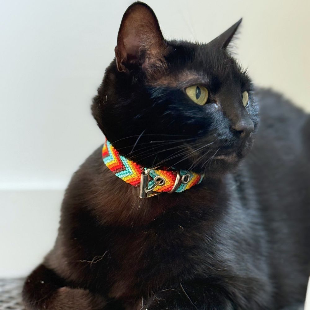 Colorful Cat Collar Handmade in Mexico