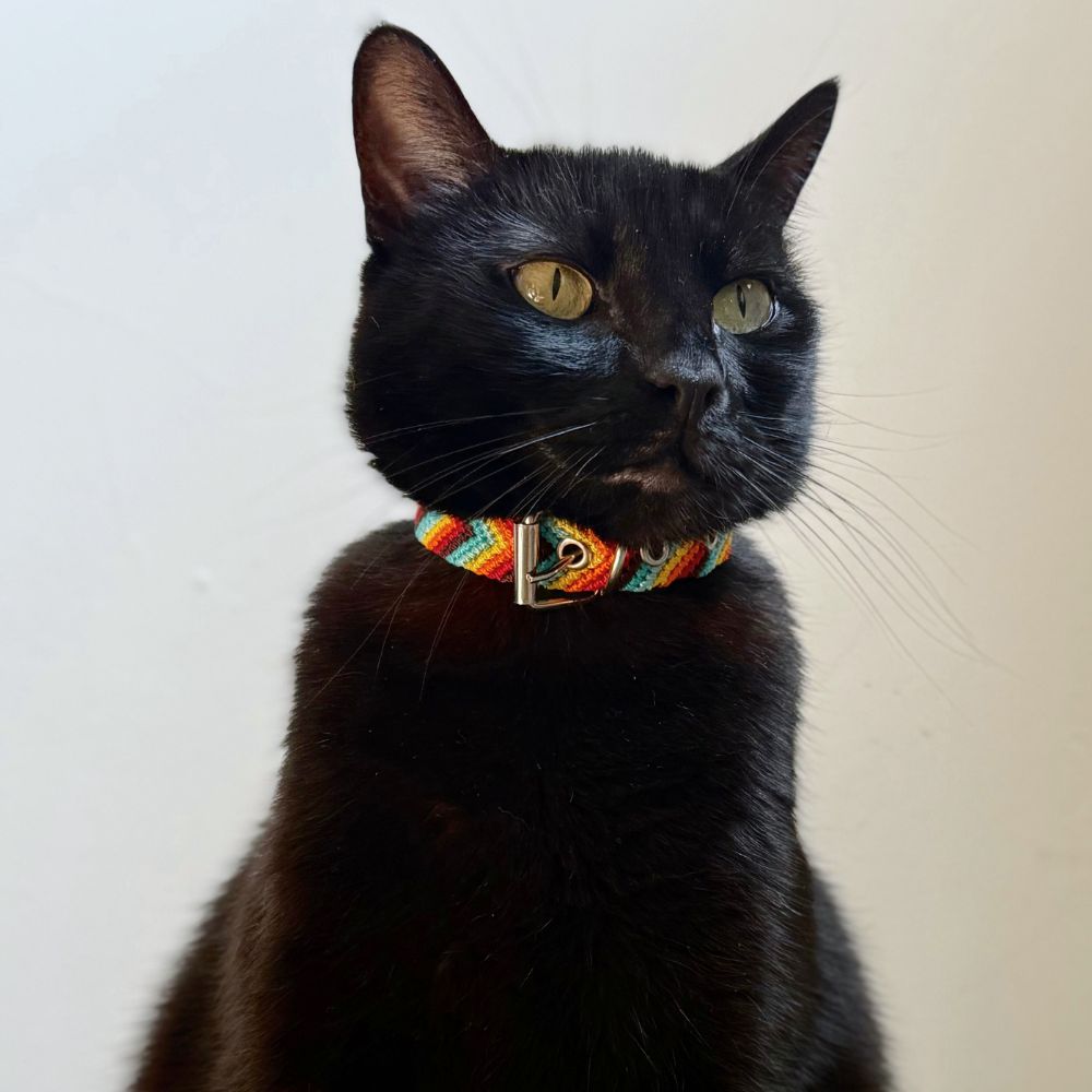 Colorful Handwoven Cat Collars made in Mexico