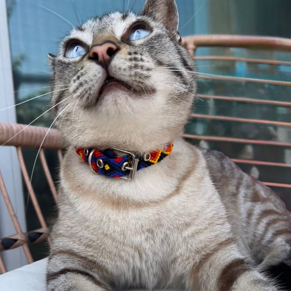 Cute Handmade Cat Collars made in Mexico