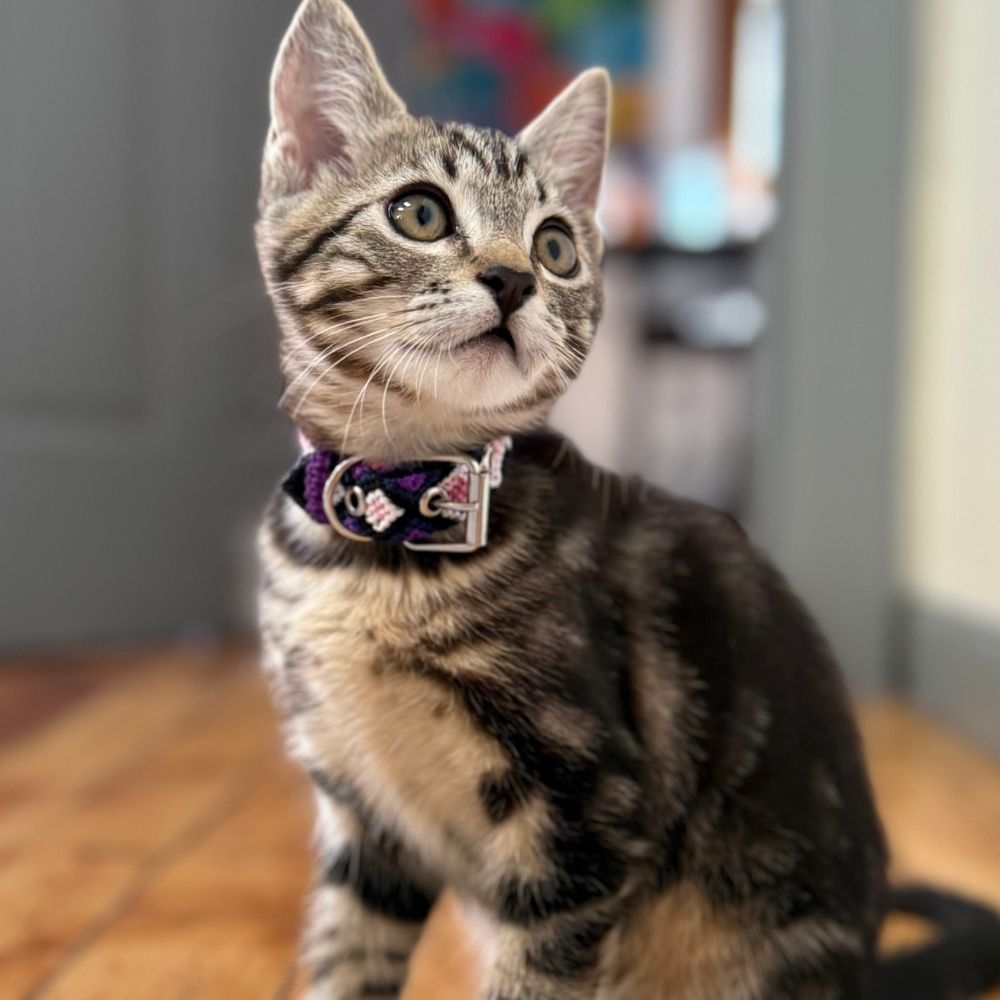 Cute Handwoven Cat Collars for Little Cats