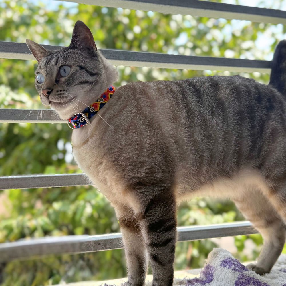 Diamonds Handwoven Cat Collars made in Mexico