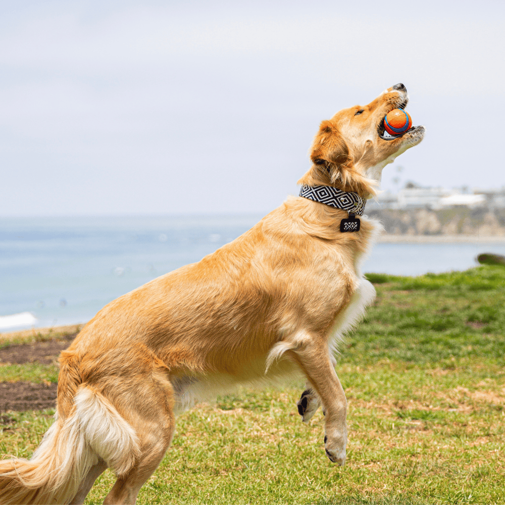Equilibrio Equinox Handcrafted Dog Collar