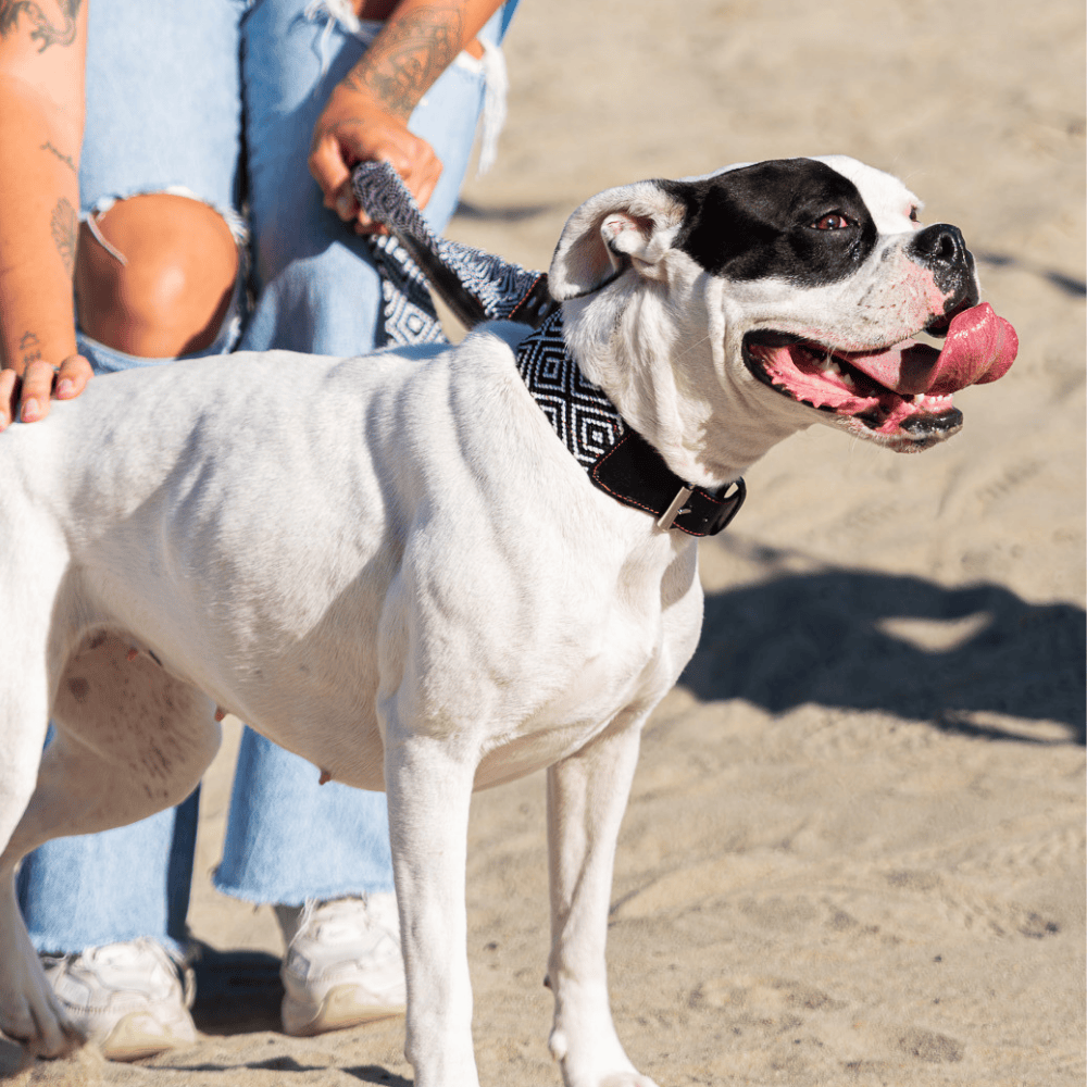 Equilibrio Equinox Handmade Dog Collar from Mexico