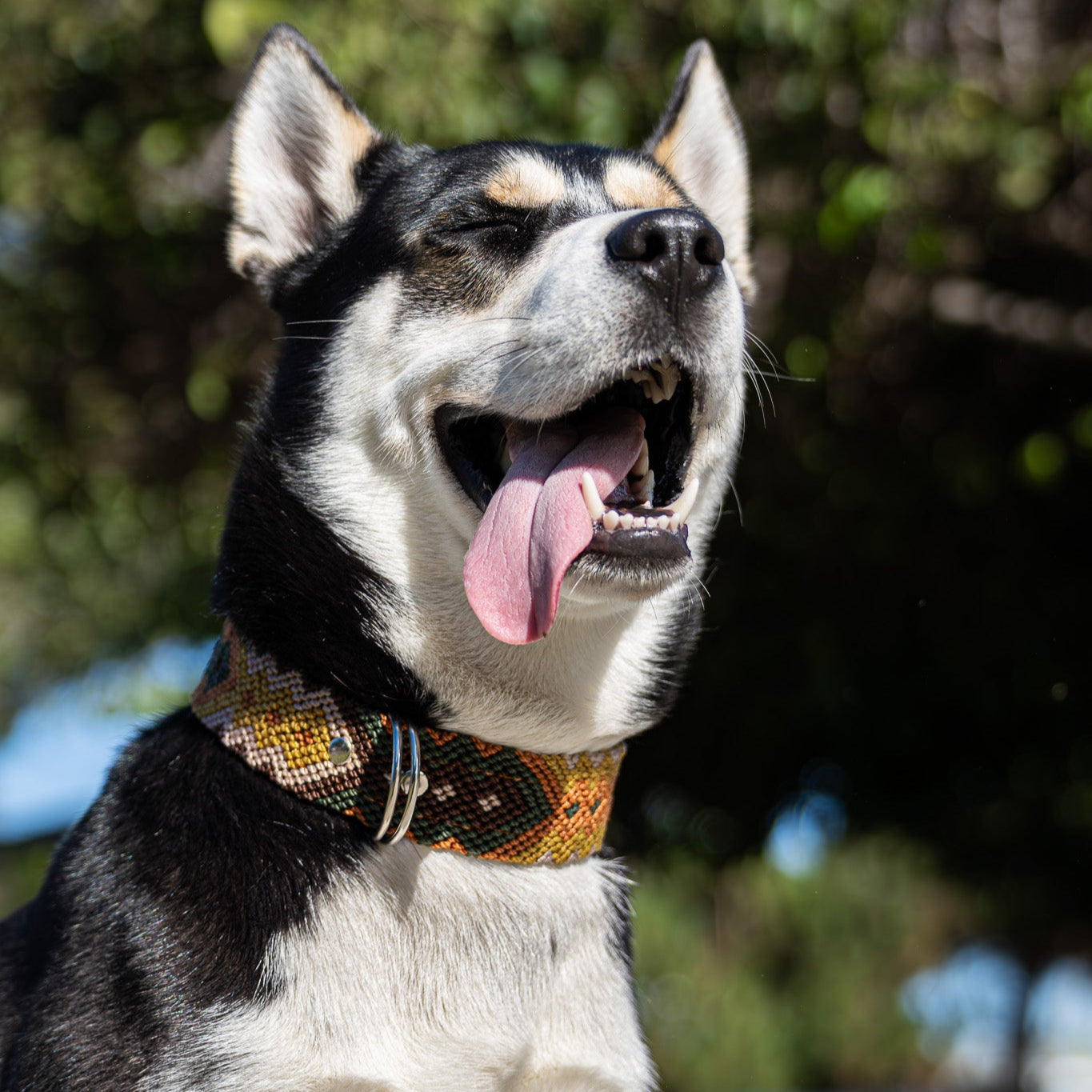 Esencia Salvaje Handwoven Dog Collar