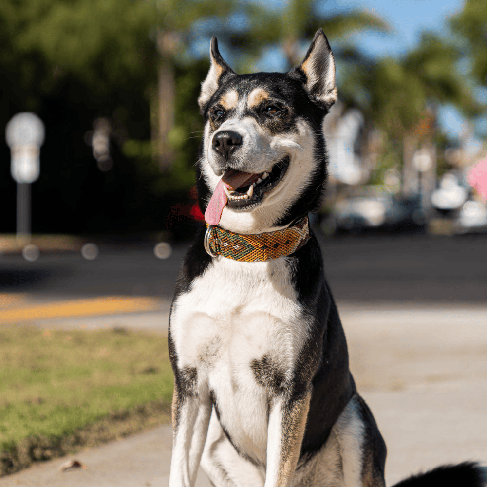 Esencia Salvaje Handwoven Dog Collar from Mexico