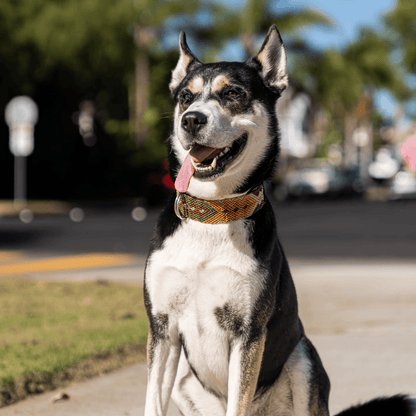 Esencia Salvaje Handwoven Dog Collar from Mexico