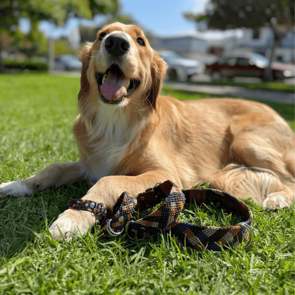 Eterno Arcano Handcrafted Dog Collar from Mexico