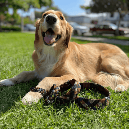Eterno Arcano Handcrafted Dog Collar from Mexico